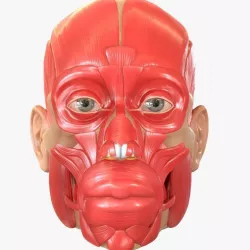 Full Head Muscle Anatomy 3D model