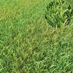 grass 3D model
