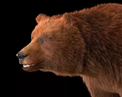 Grizzly Brown Bear Rigged Hairs Low-poly  3D model