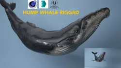 hump whale rigged  Low-poly  3D model
