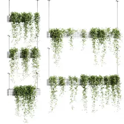 Ivy in hanging flower pots - 5 models 3D model