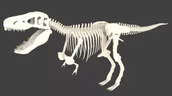 Low Poly T-Rex Dinosaur Skeleton Low-poly  3D model