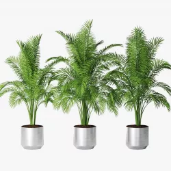 Palm 13 3D model