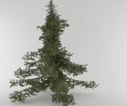 Pine Tree Pack 5 models  3D model