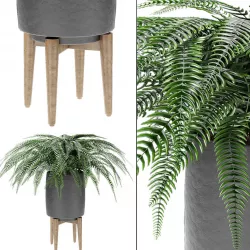 Plant in Pot Flowerpot Exotic Plant  3D model