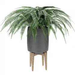 Plant in Pot Flowerpot Exotic Plant 3D model