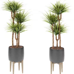 Plant in Pot Flowerpot Exotic Plant 3D model