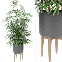 Plant in Pot Flowerpot Exotic Plant 3D model