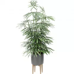 Plant in Pot Flowerpot Exotic Plant 3D model