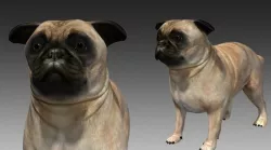 Pug Dog 3D model