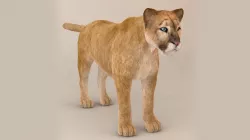 Puma Fur Model 3D model