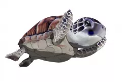 sea turtle Low-poly  3D model