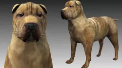 Shar Pei Dog 3D model