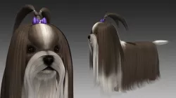 Shih Tzu Dog 3D model