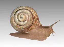 Snail 3D model