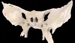 Sphenoid Bone 3D Scan  Low-poly  3D model