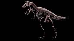 Stylisez T-Rex Skeleton Low-poly  3D model