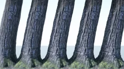 Tree Trunk - 02 3D model