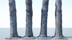 Tree Trunk - 03 3D model