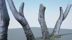Tree Trunk - 05 3D model