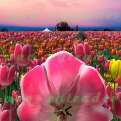 tulip flower sea Low-poly  3D model