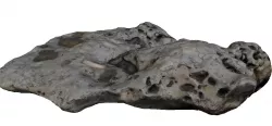 Whale Bones 3d Scanned Model 3D model
