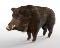 Wild Boar Rigged Hairs Low-poly  3D model