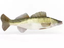 Zander Fish 3D model