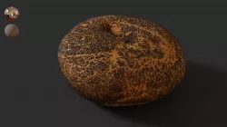 6- Poppy Seed Bagel 3D model