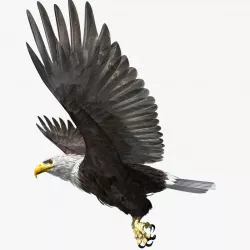 American Bald Eagle - rigged - animated 3D model
