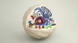 Animal Cell 3D Model 3D model