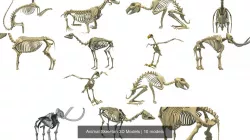 Animal Skeleton 3D Models 3D Model Collection