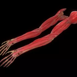 Arm anatomy Bone Muscle hand 3D model