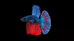 BETTA FISH ANIMATION HIGHT POLY MODEL Low-poly  3D model