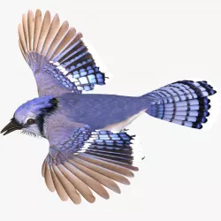 Bluejay 3D model
