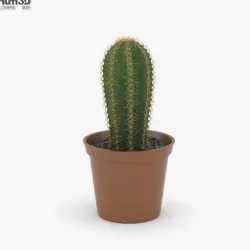 Cactus 3D model