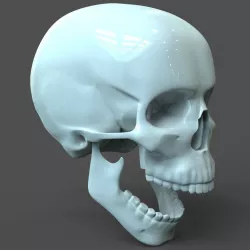 CAD compatible Human Skull model M3P1D1V1Skull 3D model