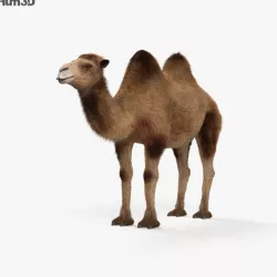 Camel HD 3D model