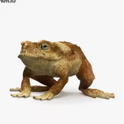 Cane Toad HD 3D model