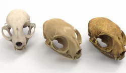 Cat skull  3D model