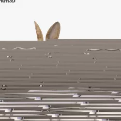 Common Rabbit HD 3D model