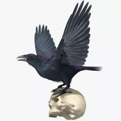 Common Raven - rigged - animated 3D model