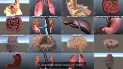 Cross Section Human Organs  3D Model Collection