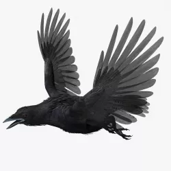 Crow - rrigged - animated - Standard - PBR - VRAY Low-poly  3D model