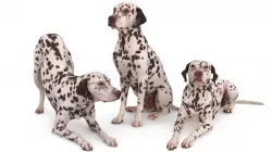 Dalmatian Collection x3 