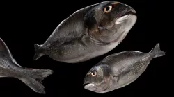 Dorada Low Poly Fish Low-poly  3D model