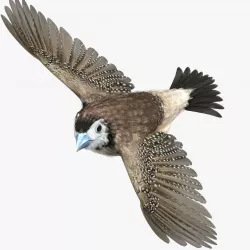 Double-Barred Finch - rigged - animated 3D model