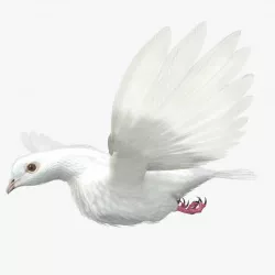 Dove - rigged - animated 3D model