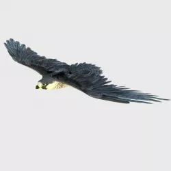 Eagle 3D model