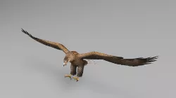 Eagle Rigged Animated 02 Low-poly  3D model